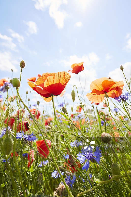 罂粟花和矢车菊在花草地上对阳光和蓝天的特写图片素材