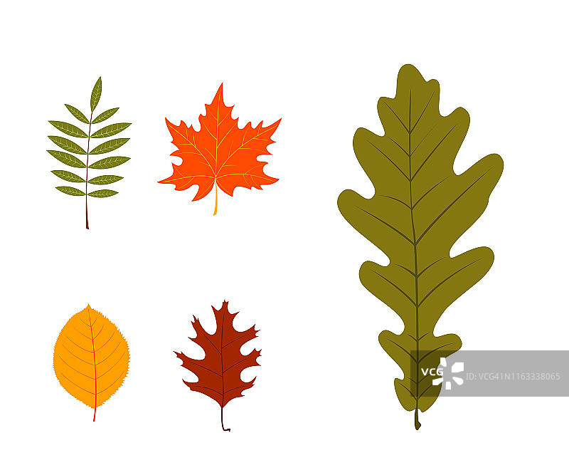 叶子。白色背景上的秋叶图片素材