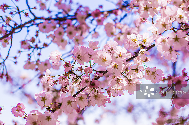 华盛顿特区的樱花节图片素材