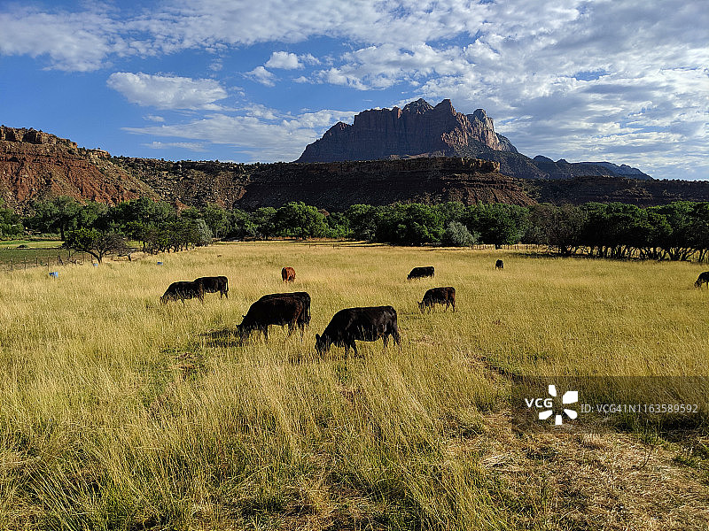 犹他州锡安国家公园Kinesava山下夏季牧场上的牛群图片素材