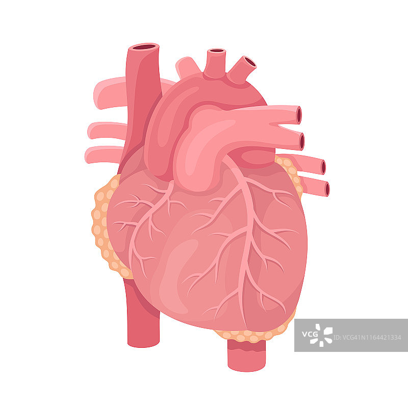 人类的心脏解剖图片素材