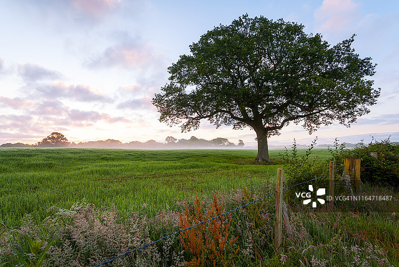乡村景色，日出，温彻西，东苏塞克斯，英格兰图片素材