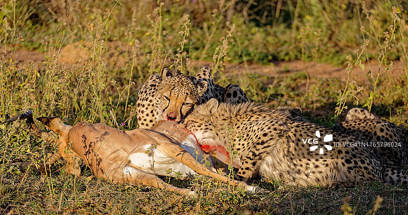 猎豹在吃黑斑羚图片素材