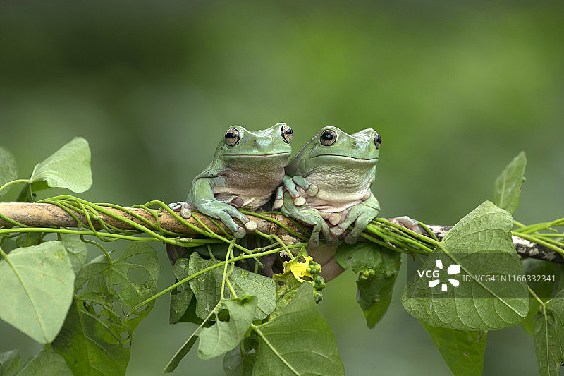 印度尼西亚，一株植物上的四只青蛙图片素材