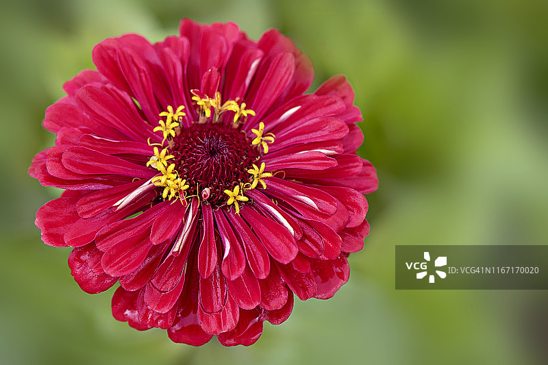 特写图像美丽的夏季开花，充满活力的红色百日草花图片素材
