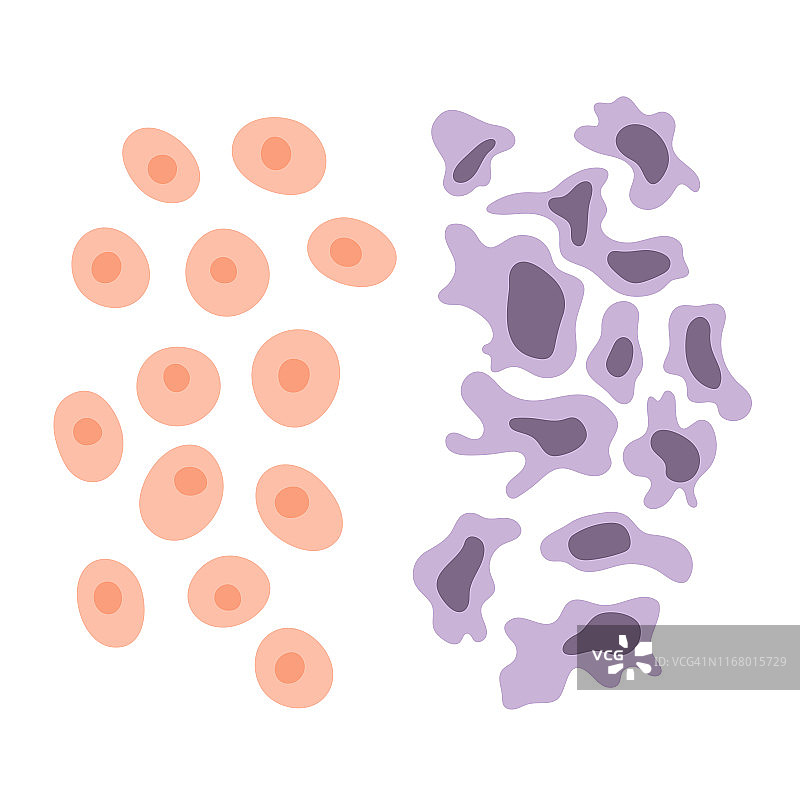细胞结构:正常和癌图片素材