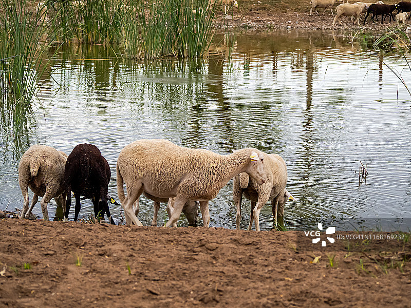 夏天，一群黑白相间的绵羊在池塘里饮水。粗放型生态畜牧业概念图片素材