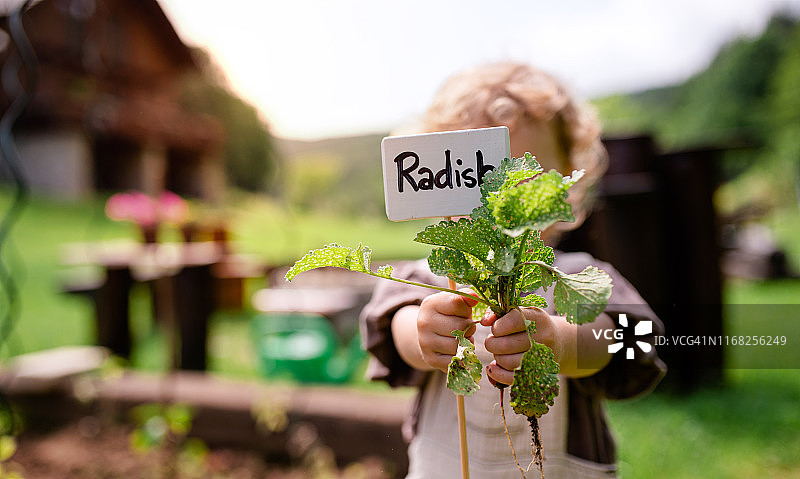 一个正面的肖像可爱的小孩与萝卜在户外园艺。图片素材