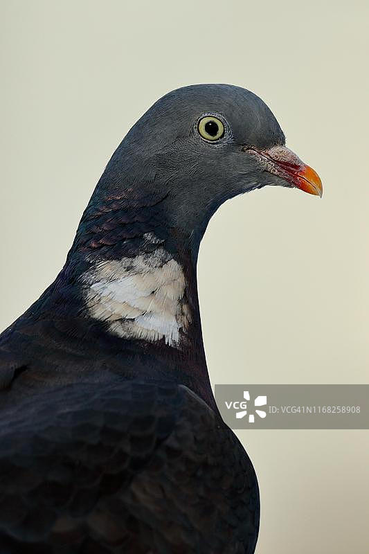 普通木鸽，动物肖像，北莱茵-威斯特伐利亚，德国图片素材