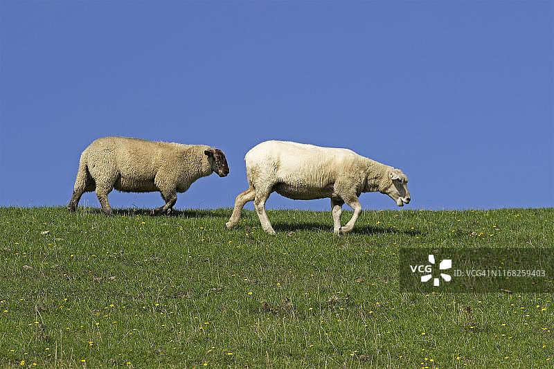 德国石勒苏益格-荷尔斯泰因石勒苏益格河堤上的绵羊(绵羊)图片素材