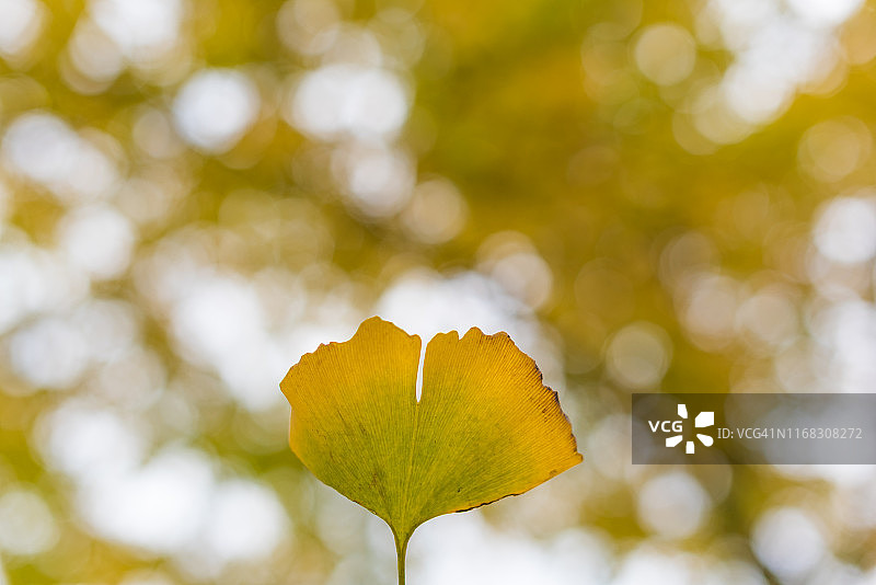 黄色的银杏叶近景在秋天图片素材