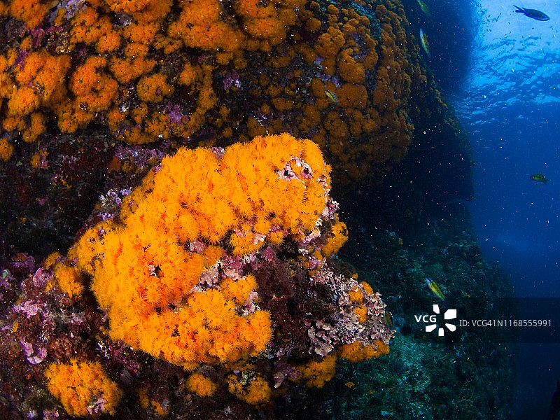 地中海的橙色珊瑚图片素材