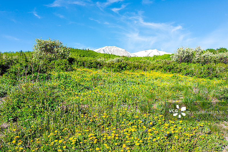 黄色的蒲公英花田草地托马斯湖徒步步道在山索普里斯，卡本代尔，科罗拉多州与雪山索普里斯图片素材