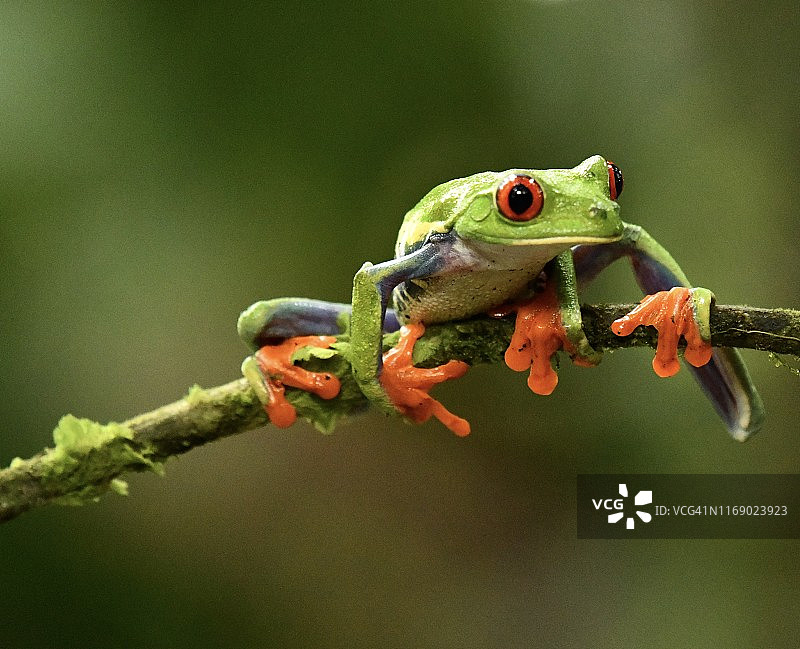 红眼树蛙在树枝上图片素材