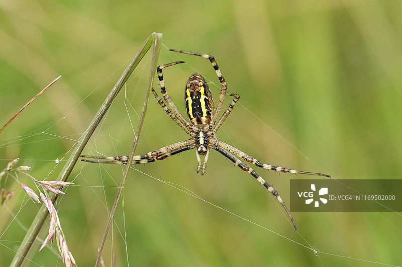 一只正在捕猎的黄蜂蜘蛛站在它的网上。图片素材