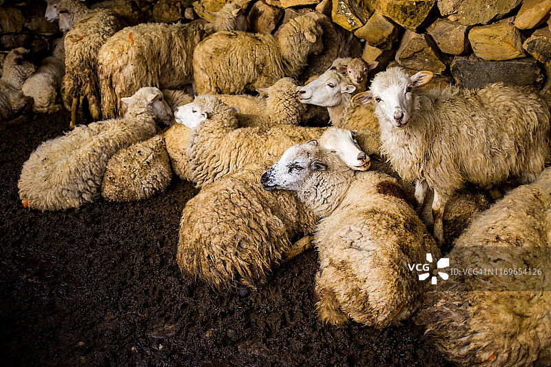 玻利维亚，太阳岛，许多羊，一只在看相机。图片素材