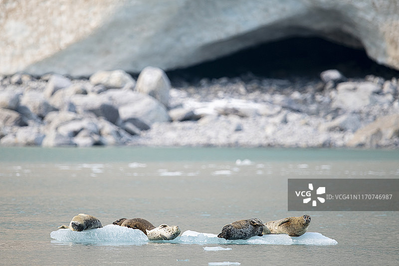 海港的海豹在冰山前面的一个后退的冰川图片素材