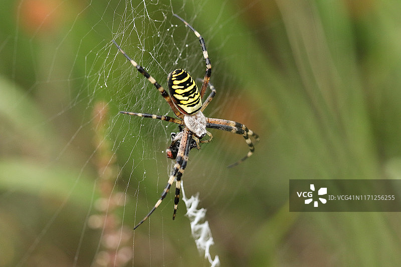 一只美丽的黄蜂蜘蛛正在吃一只被它的网缠住的苍蝇。图片素材