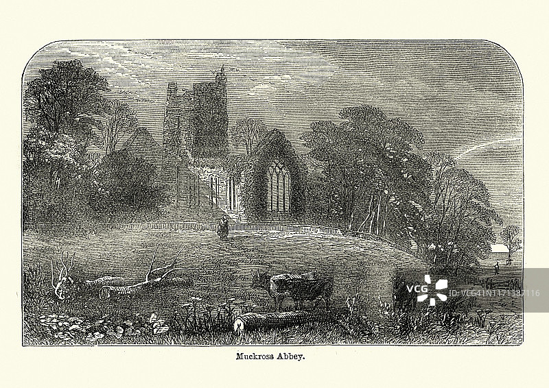 Muckross修道院，克里县，爱尔兰，19世纪图片素材