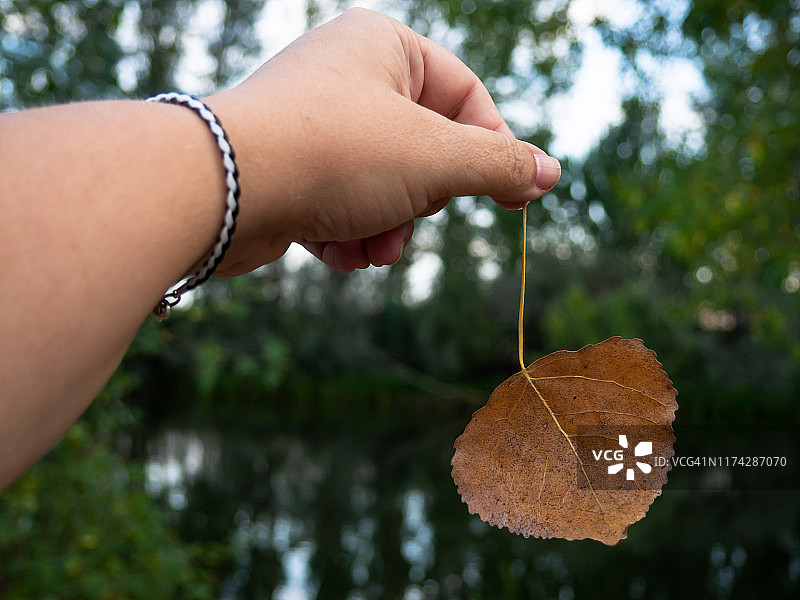 一个人与一个干燥的棕色杨树树叶在他的手在初秋在森林图片素材