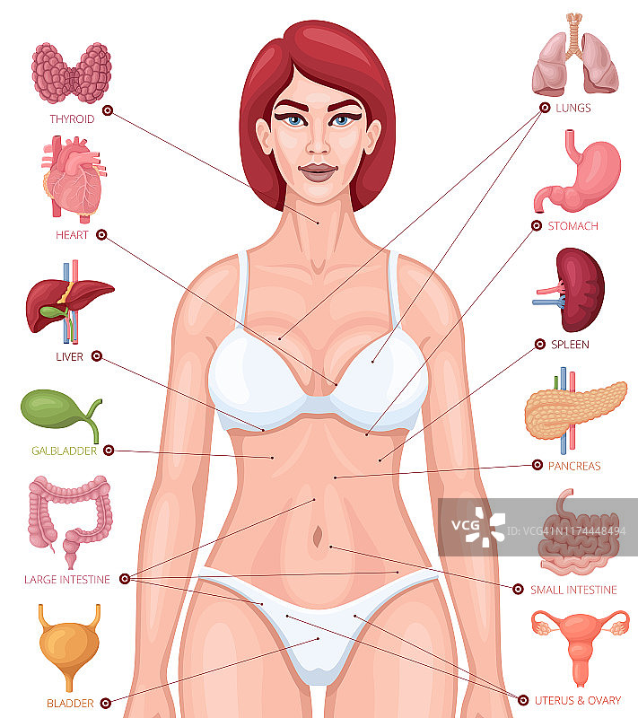 人体内部器官定位。女性的身体。解剖课图片素材