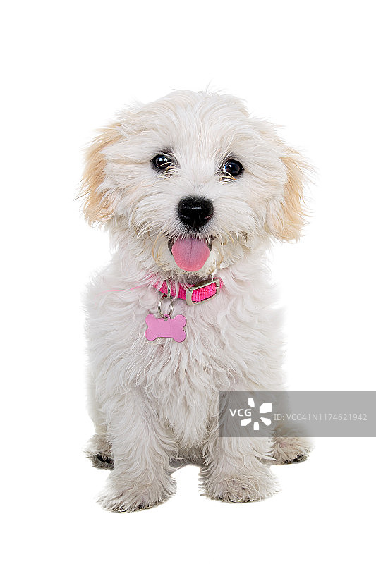 雌性马尔济斯X西施犬看着白色背景上的相机图片素材