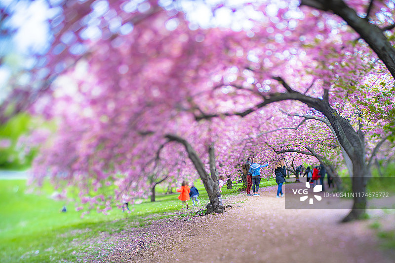 2019年4月29日，在美国纽约中央公园，一排排盛开的樱花树环绕着草坪。图片素材
