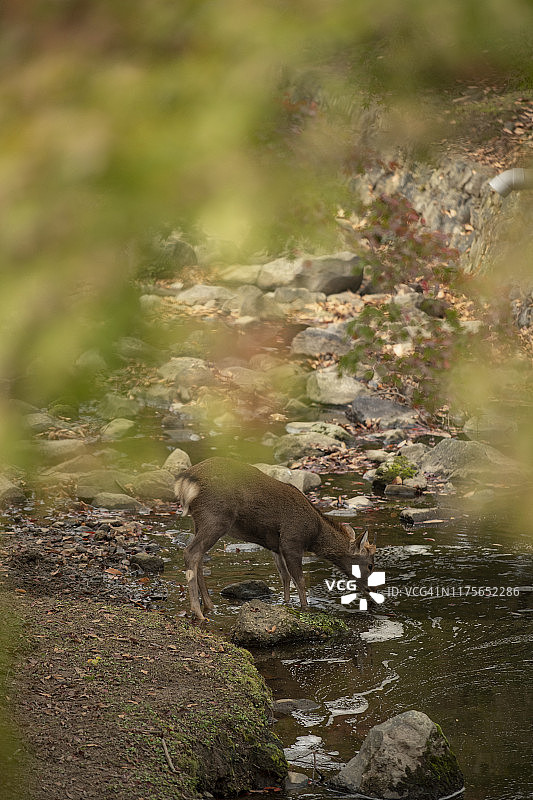 鹿的饮用水图片素材