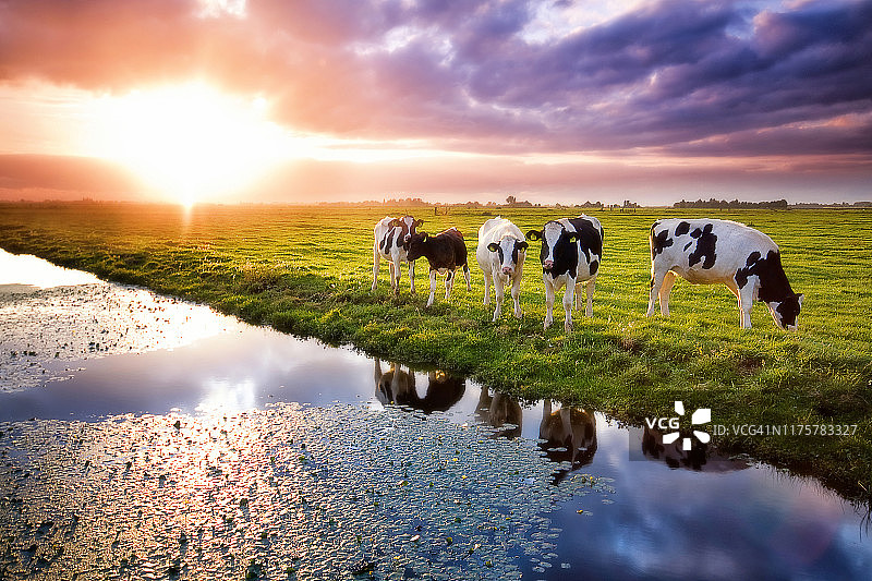 日落时分，奶牛在荷兰的风景中排成一排图片素材