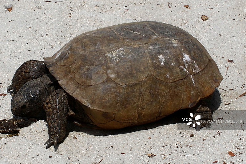 佛罗里达地鼠陆龟。图片素材