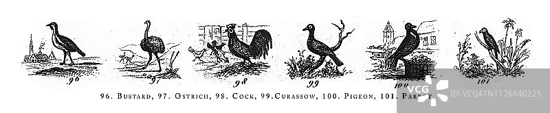 雀鸟，鸵鸟，公鸡，大鸟，鸽子，鹦鹉，动物种类分类雕刻古董插图，1851年出版图片素材
