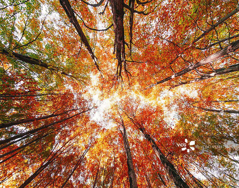 秋树低角观图片素材