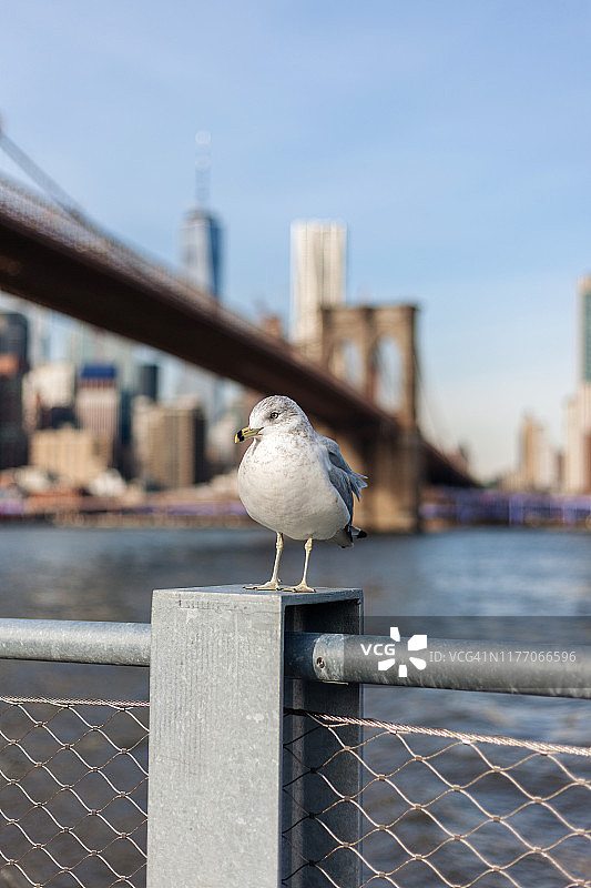 海鸥坐在布鲁克林大桥公园的围栏上，离焦的布鲁克林大桥和曼哈顿市中心图片素材