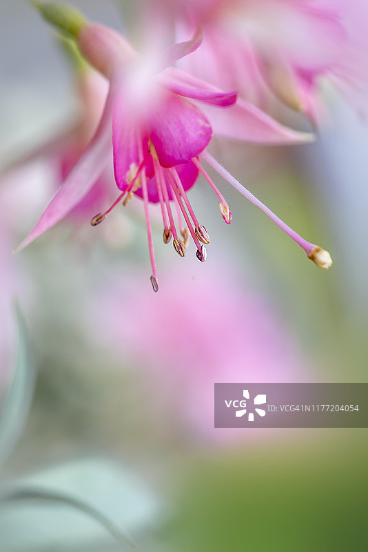 在柔和的阳光下，美丽的夏天盛开的粉红色紫红色花的特写图像图片素材