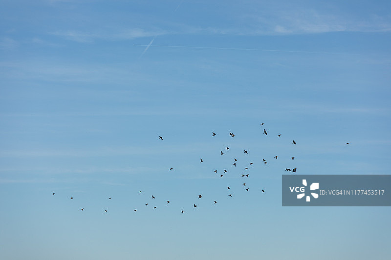 田野上空有许多鸟在放风筝图片素材