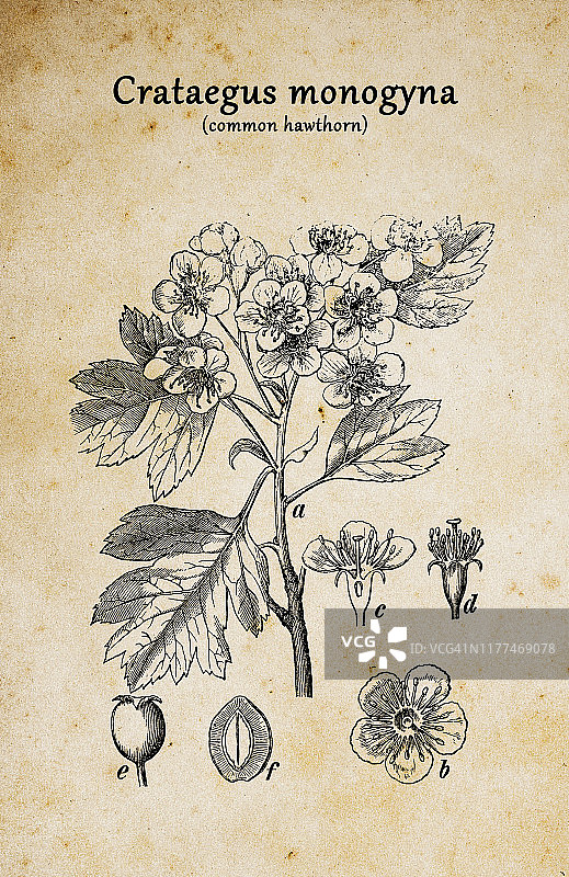 植物学植物仿古雕刻插图:山楂(普通山楂)图片素材