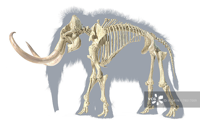 长毛象骨架，逼真的3d插图，从侧面看。图片素材