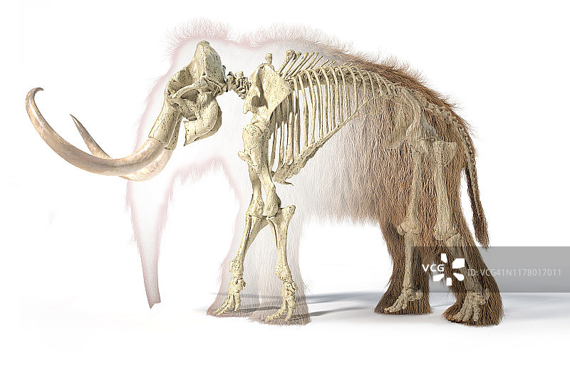 长毛猛犸象逼真的3d插图与骨骼在变形效果，从侧面观看。图片素材