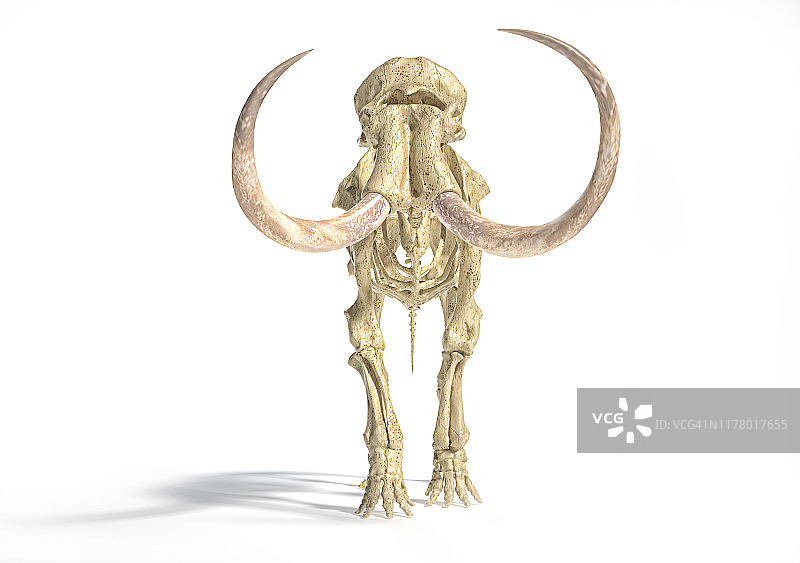 长毛象骨架，逼真的3d插图，从前面看。图片素材