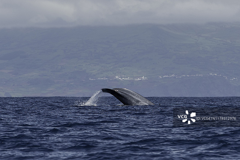 蓝鲸潜水时的尾巴吸片，大西洋，比科岛，亚速尔群岛，葡萄牙。图片素材