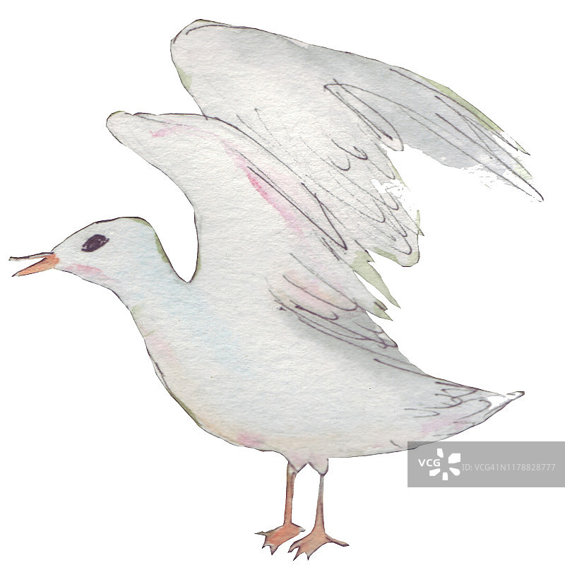 海鸥——白色美丽的鸟图片素材