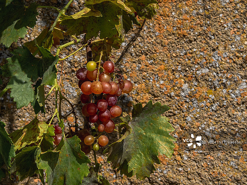 秋天的果实:在有机花园里，一串串粉红色的葡萄挂在葡萄藤上图片素材