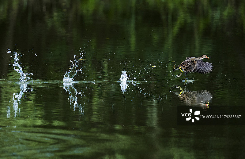 普通的松鸡，普通的金丝雀飞过湖面，在它后面溅起水花。图片素材