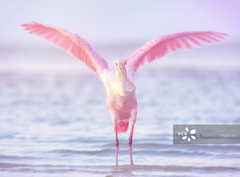 美丽的粉红色玫瑰色琵鹭展开翅膀在Fort Myers海滩，佛罗里达图片素材