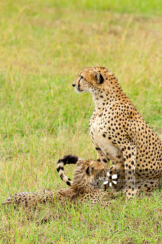 猎豹妈妈和她的幼崽图片素材