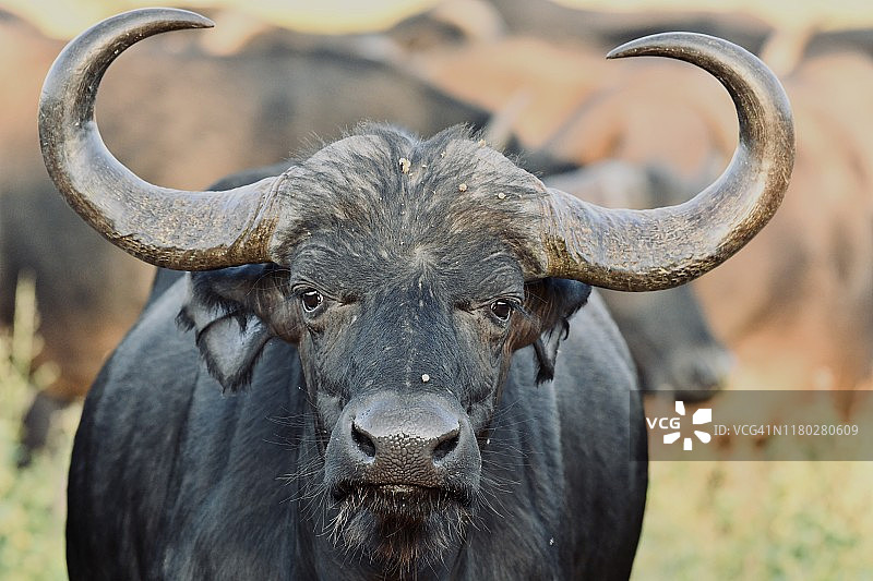 有大角的野生非洲开普水牛图片素材