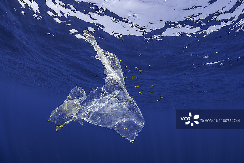 一片漂浮在公海上的塑料，被一些裸鳃动物和软体动物作为栖息地，也为一群热带鱼提供了庇护所，这些热带鱼以附着在上面的藻类为食。图片素材