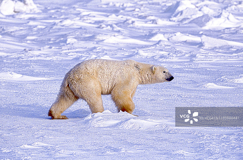 一只野生北极熊在白雪覆盖的哈德逊湾岸边行走图片素材
