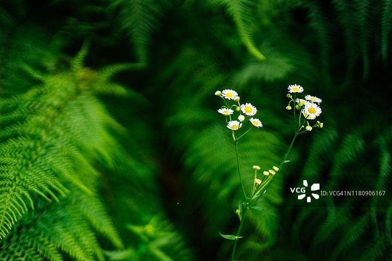 近距离观察雨林中的绿色植物和小花图片素材