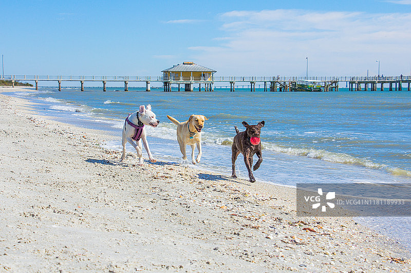 三只狗在沙滩上玩球，美国图片素材